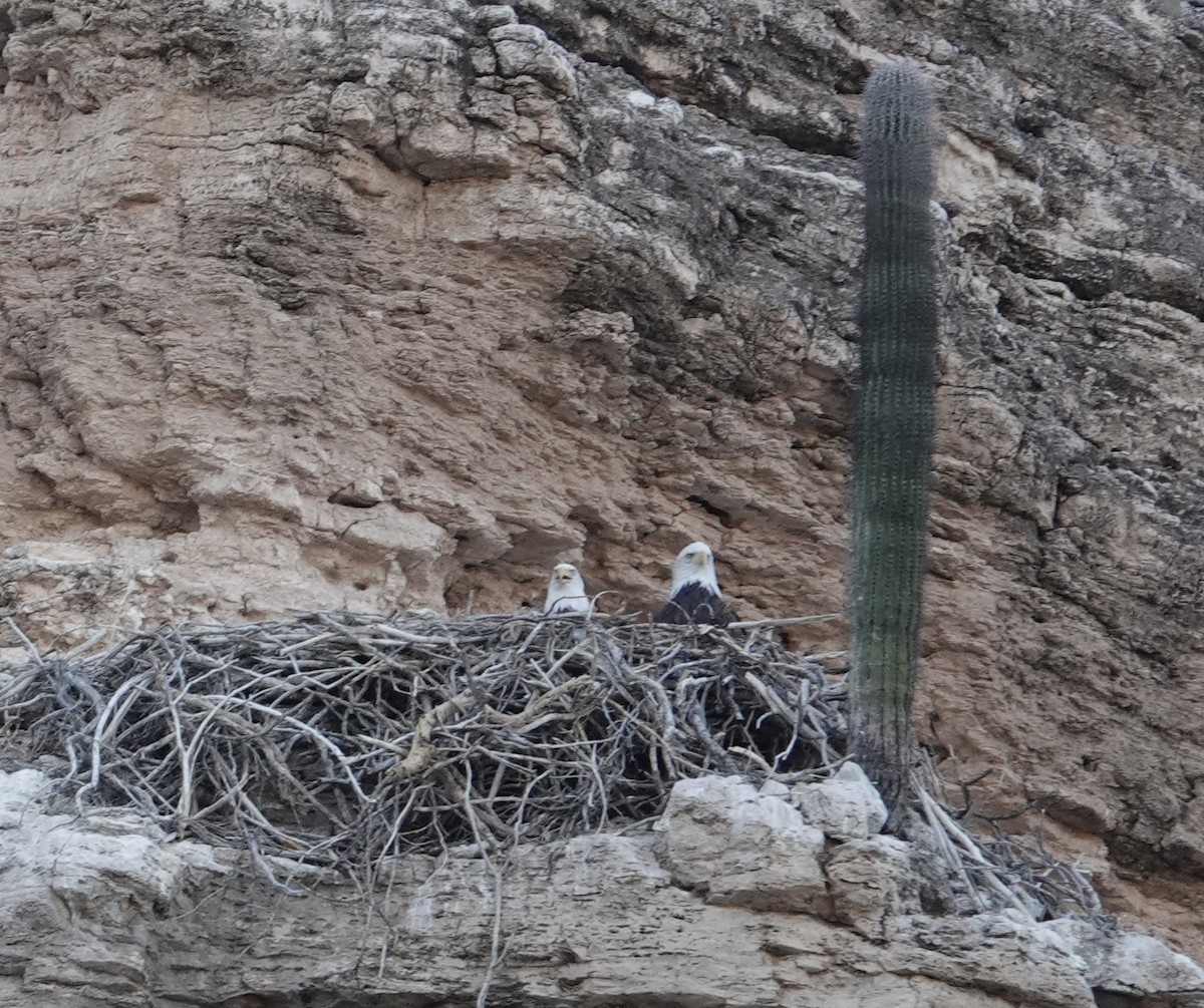 Bald Eagle - ML641946887