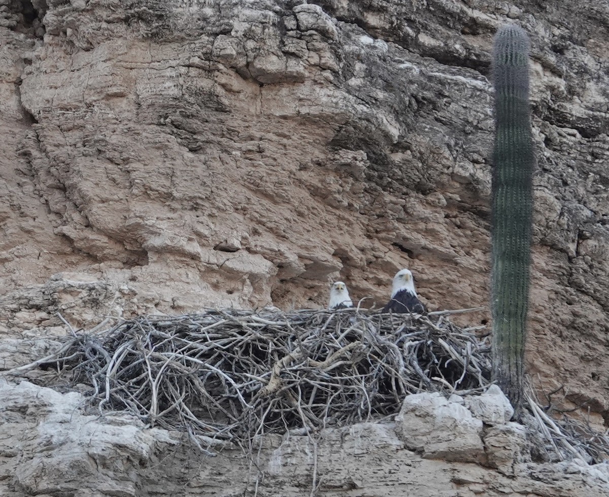 Bald Eagle - ML641946888