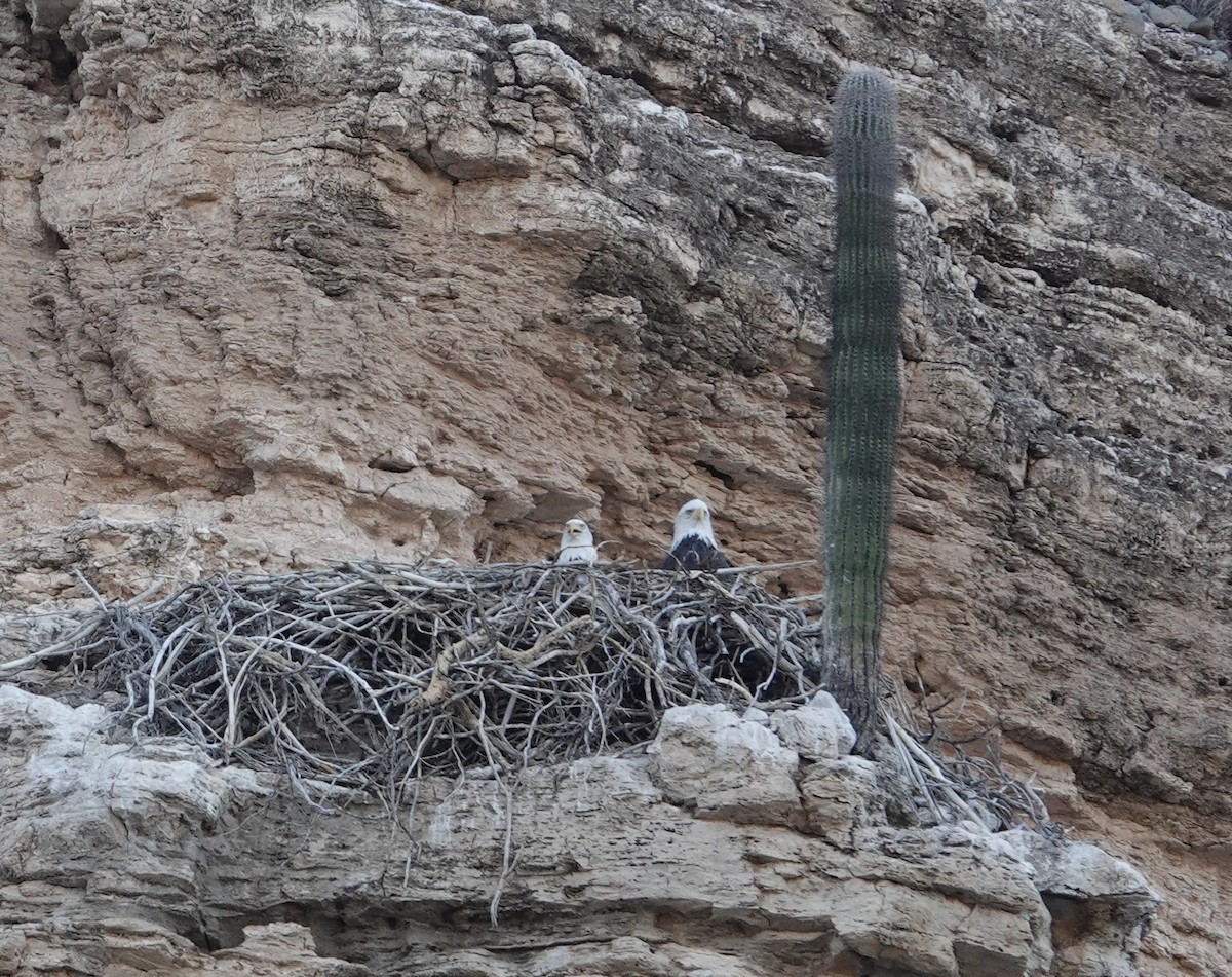 Bald Eagle - ML641946889