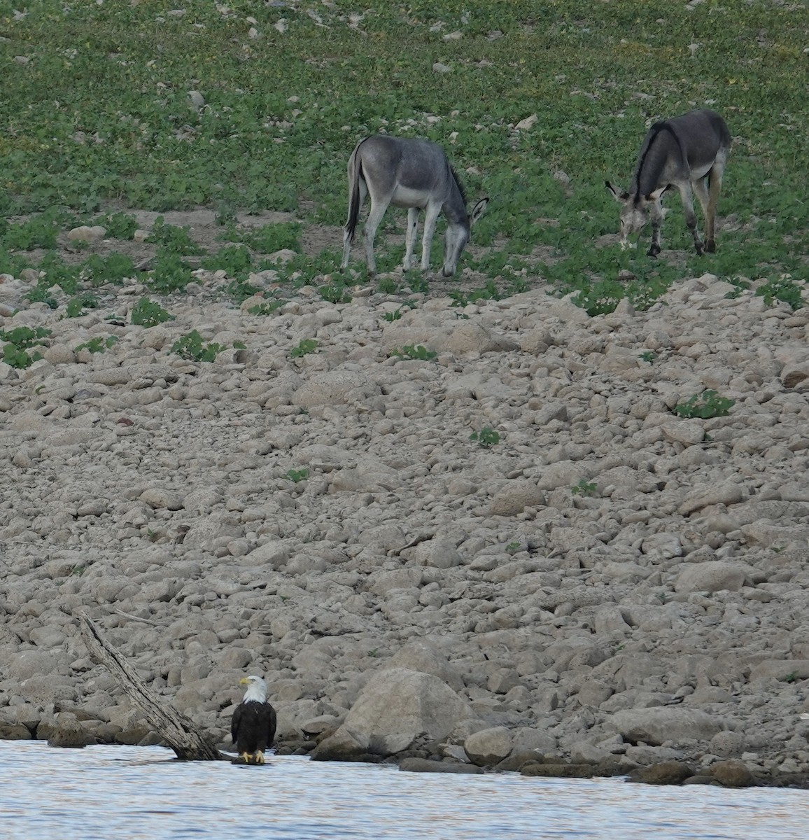 Bald Eagle - ML641946890