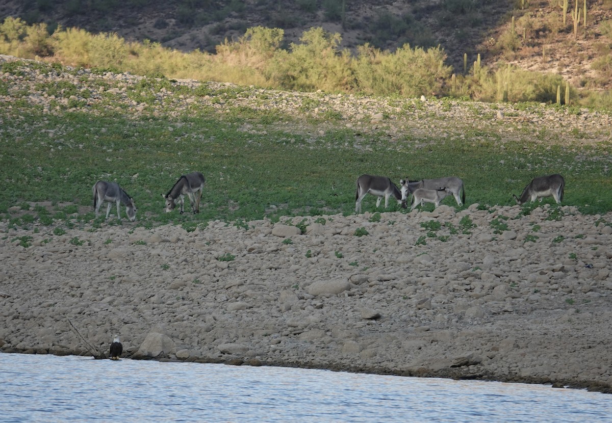 Bald Eagle - ML641946892