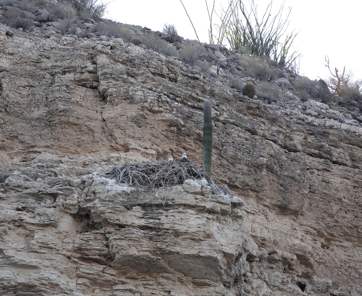 Bald Eagle - ML641946893