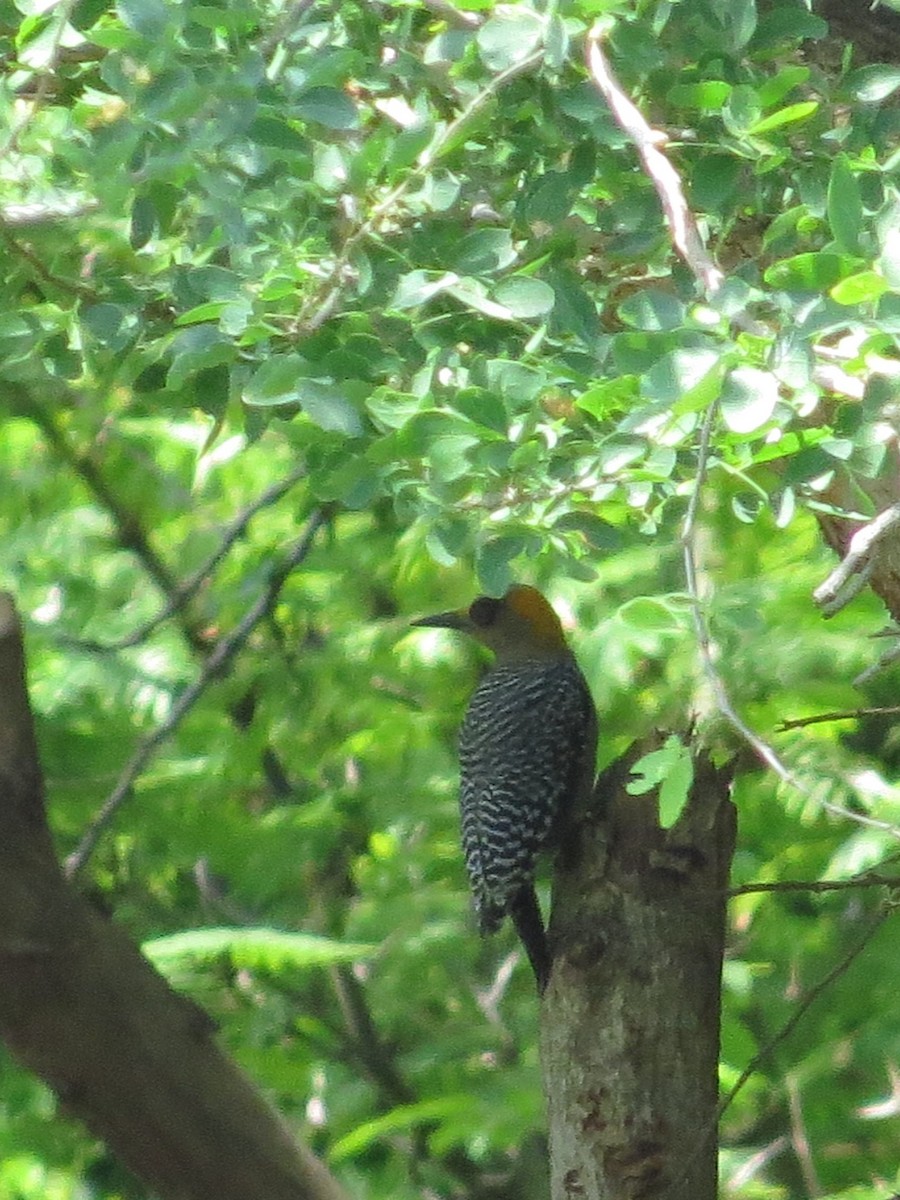 Golden-cheeked Woodpecker - ML641946896