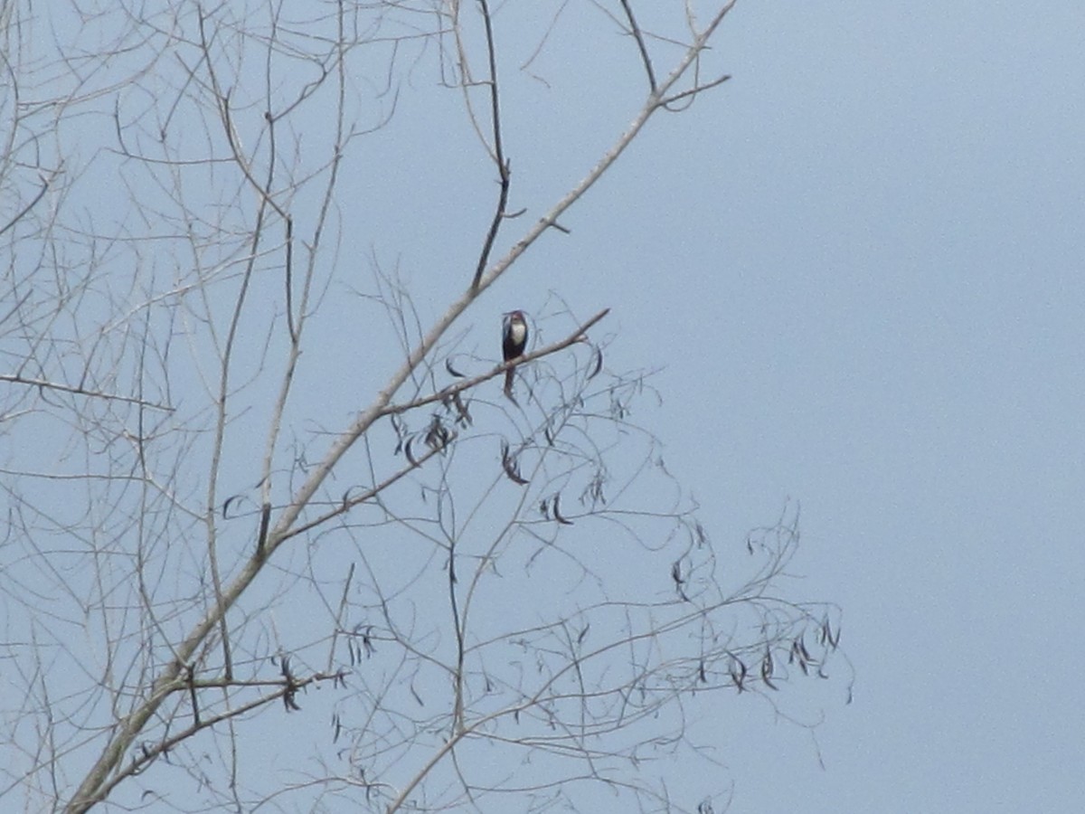 White-throated Kingfisher - ML641946897