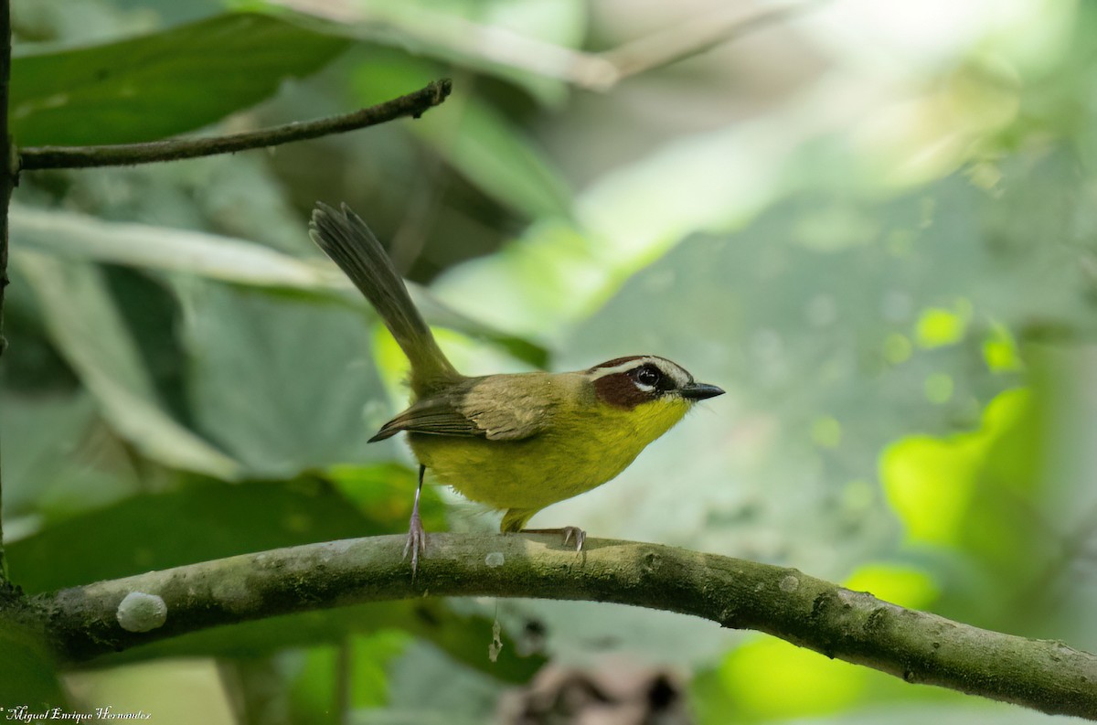 Chestnut-capped Warbler - ML641946900
