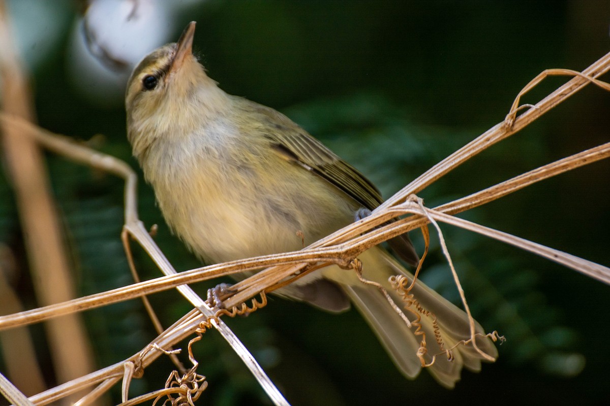 Noronha Vireo - ML641946906