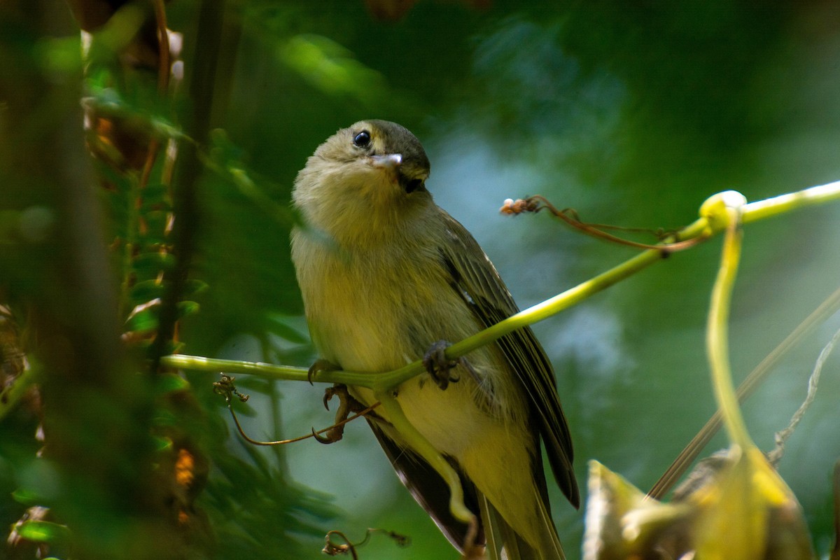 Noronha Vireo - ML641946907