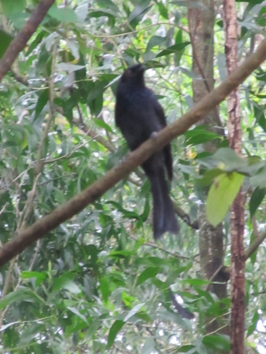 Greater Racket-tailed Drongo - ML641946909