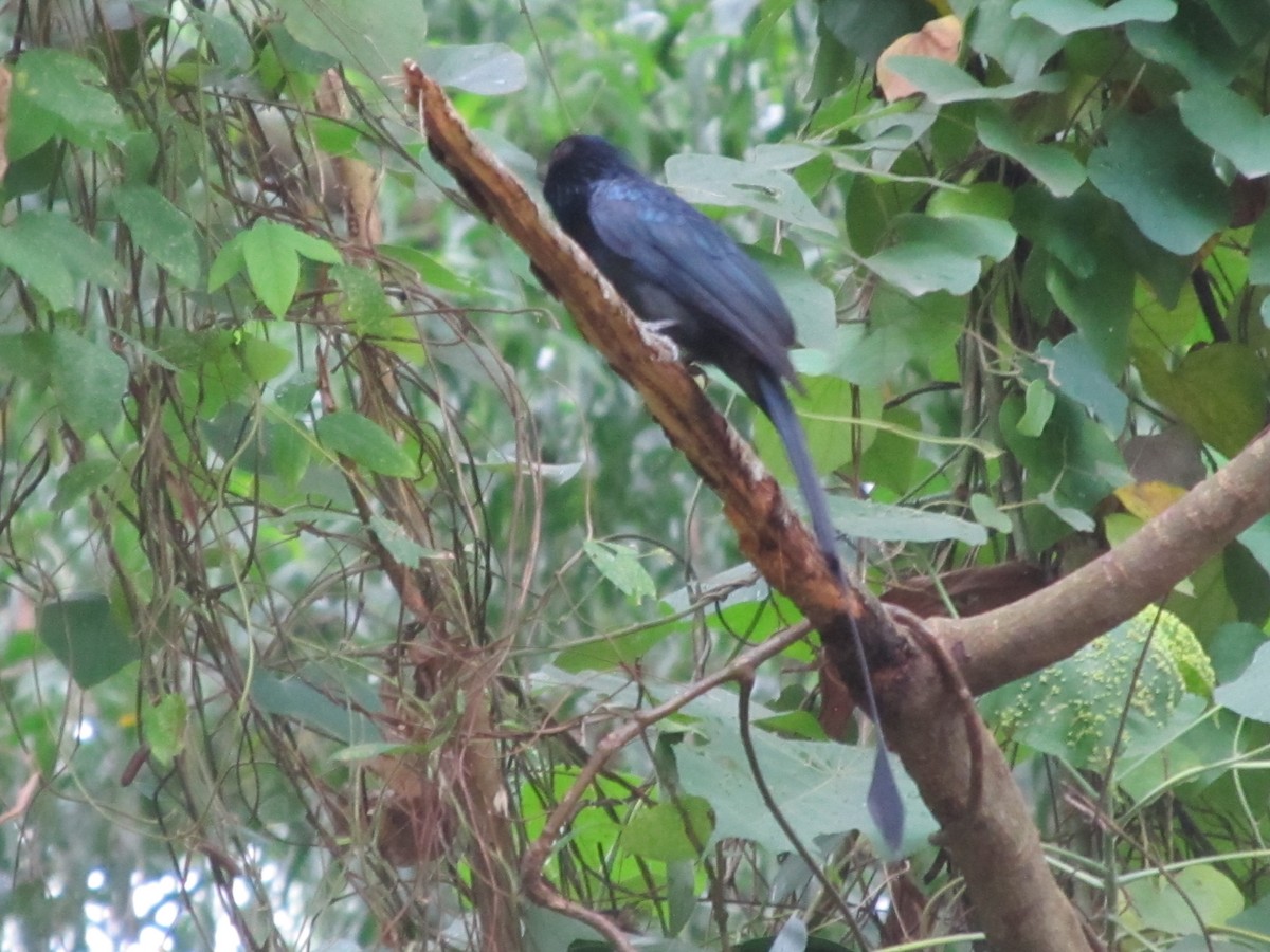 Greater Racket-tailed Drongo - ML641946910