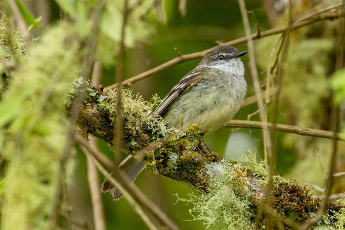 Tyranneau à gorge blanche - ML641946912