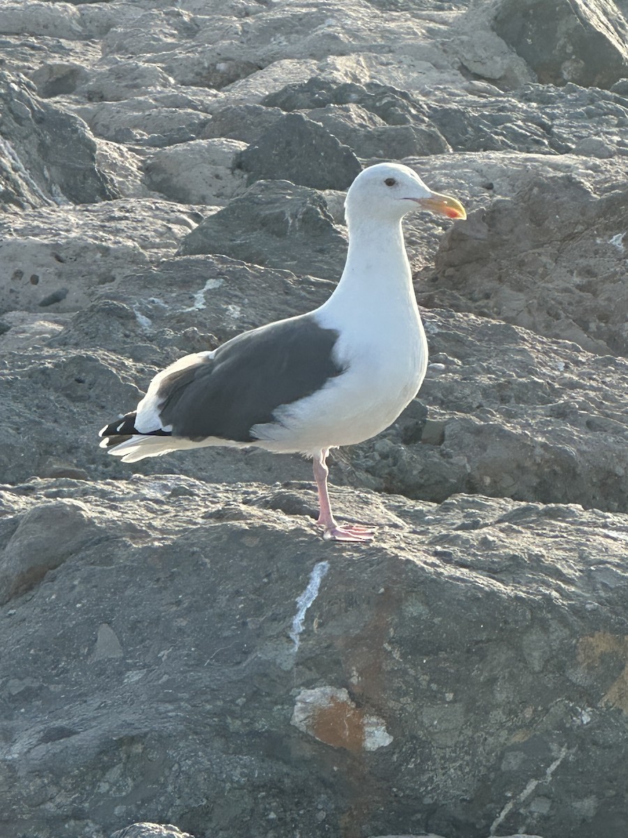 Western Gull - ML641946927