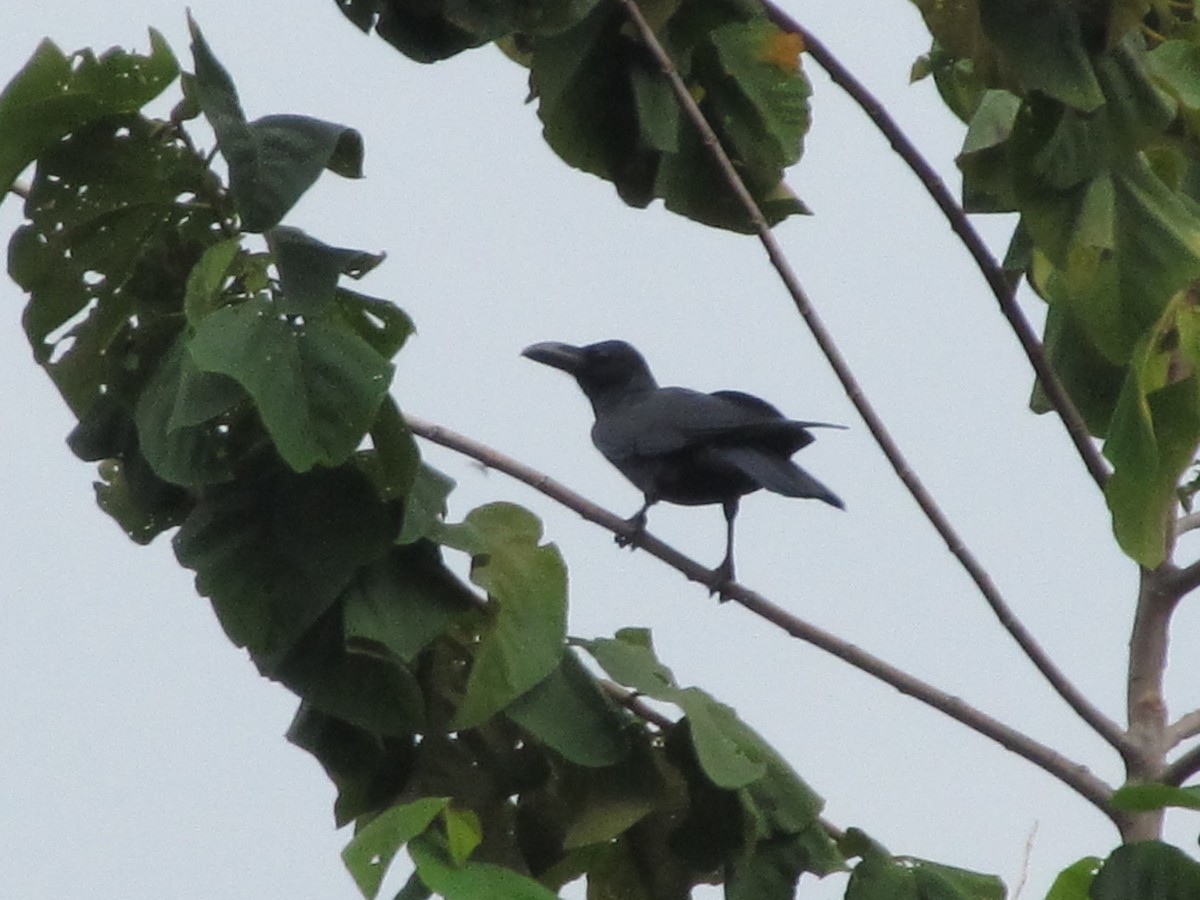 Large-billed Crow - ML641946941
