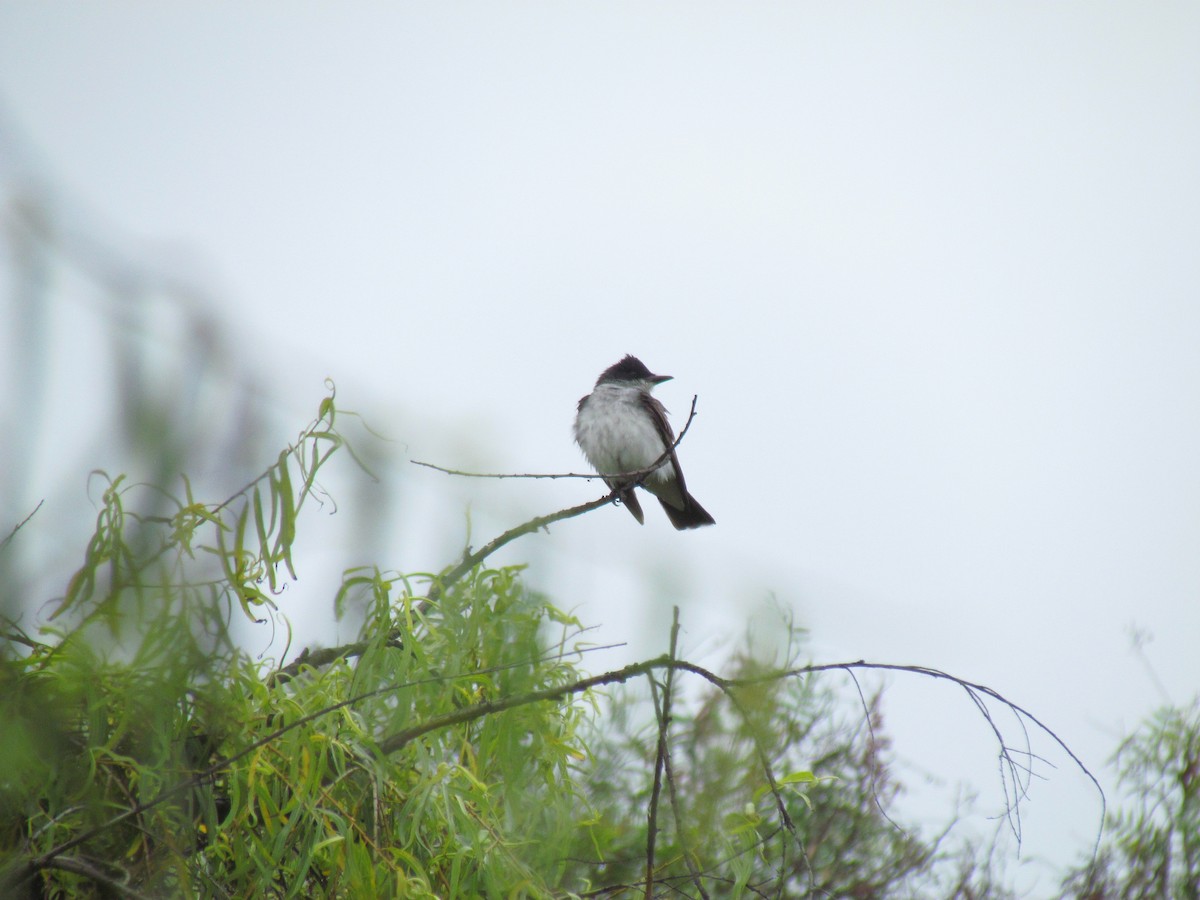 Eastern Kingbird - ML641946942
