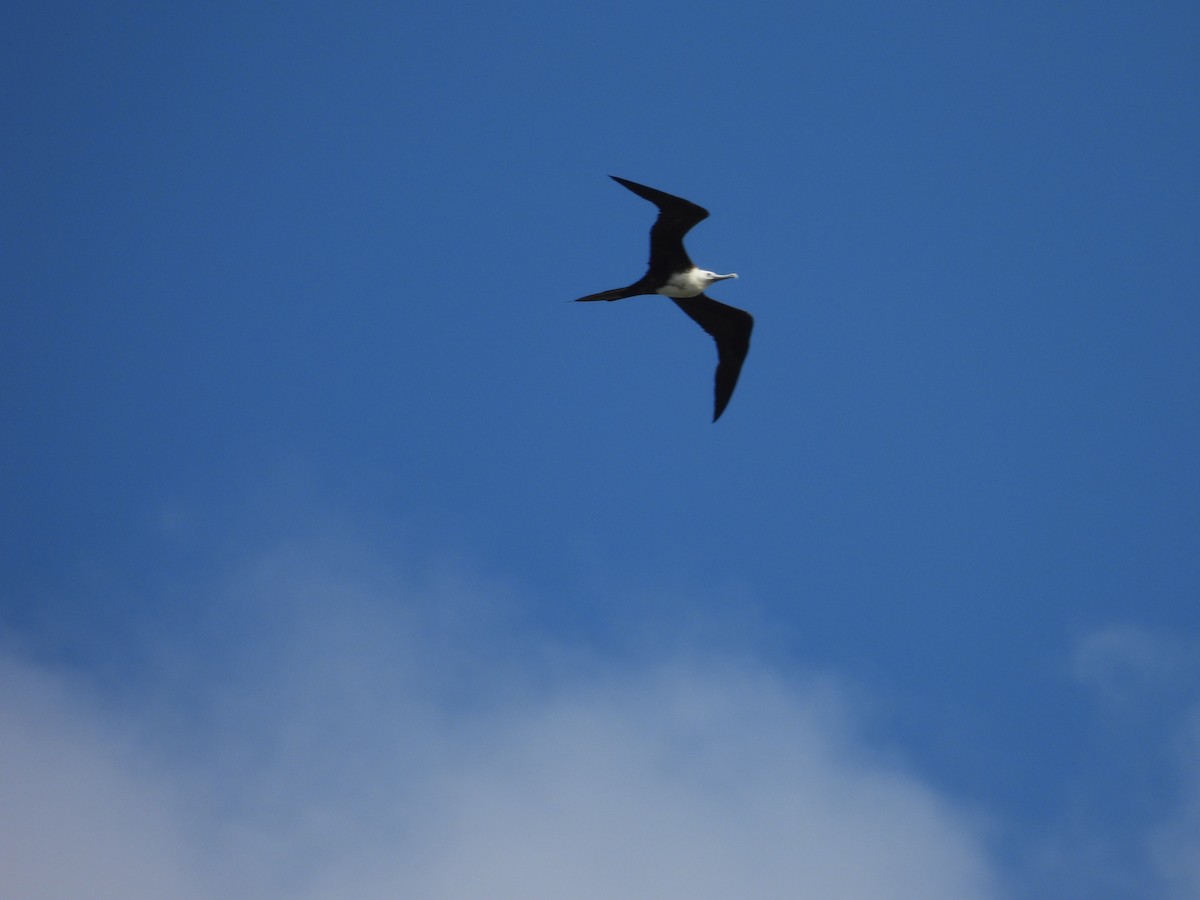 Magnificent Frigatebird - ML641946943