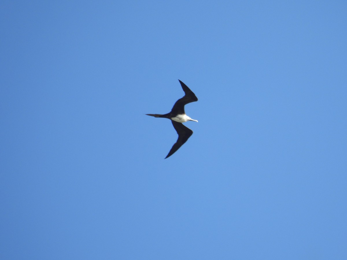 Magnificent Frigatebird - ML641946944