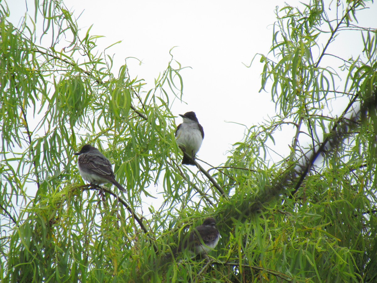 Eastern Kingbird - ML641946954