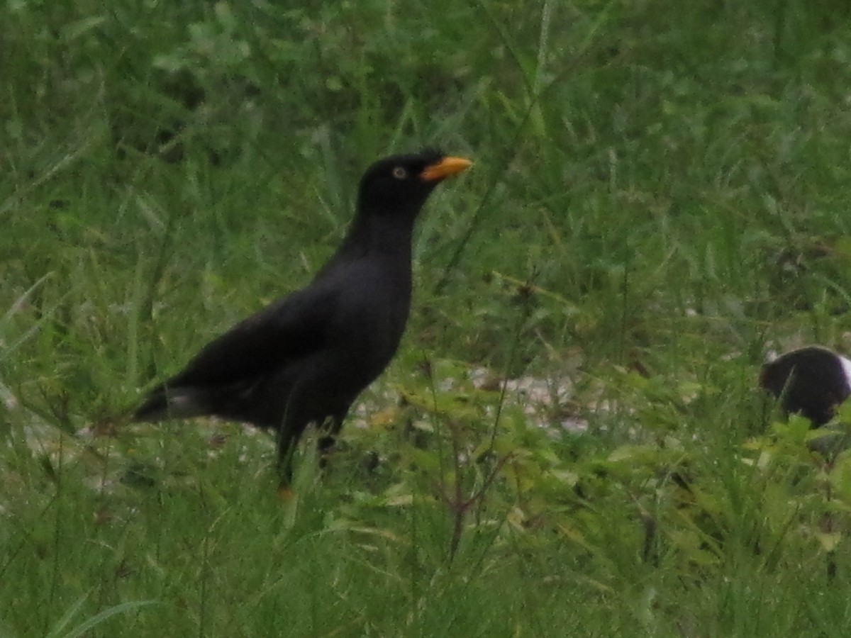 Javan Myna - ML641946955