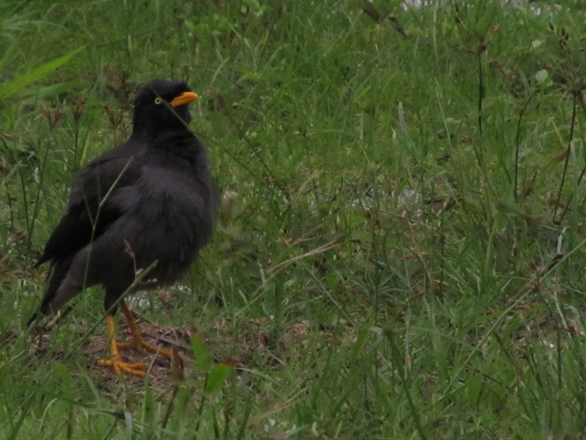 Javan Myna - ML641946956