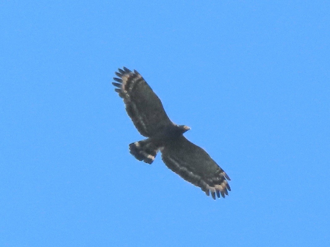Crested Serpent-Eagle - ML641946979