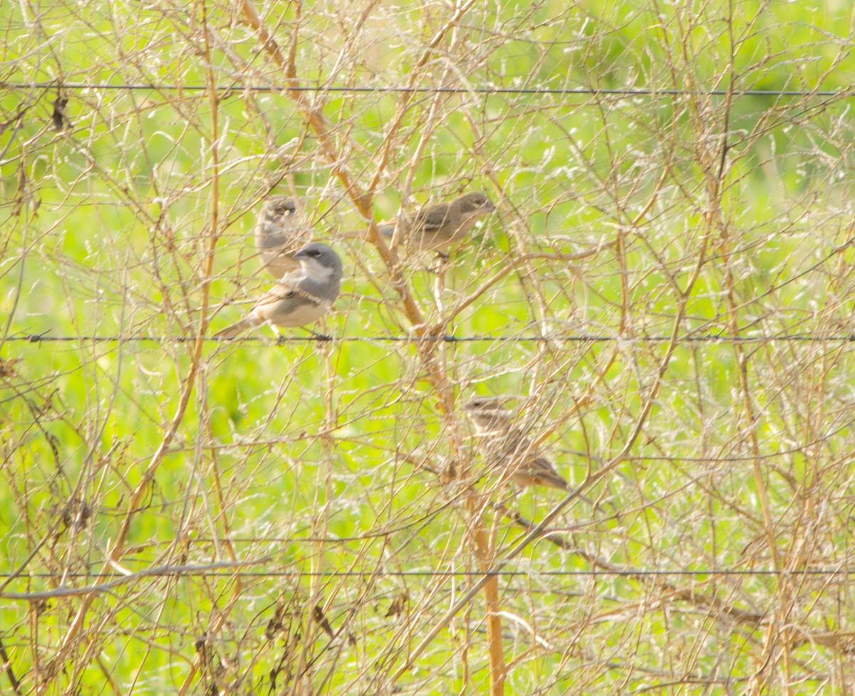 Diuca Finch - ML641946987