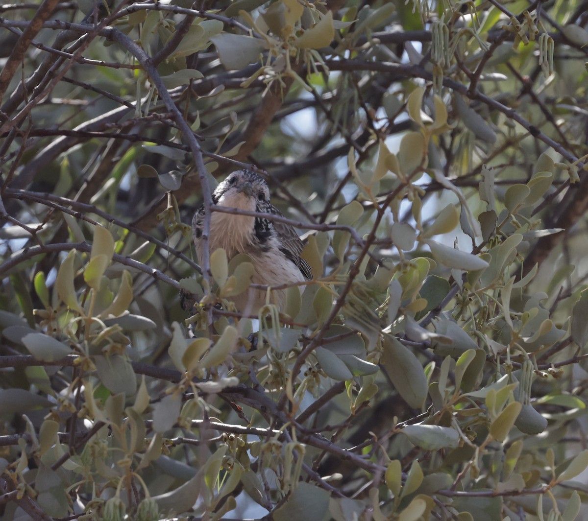 Striped Honeyeater - ML641946988