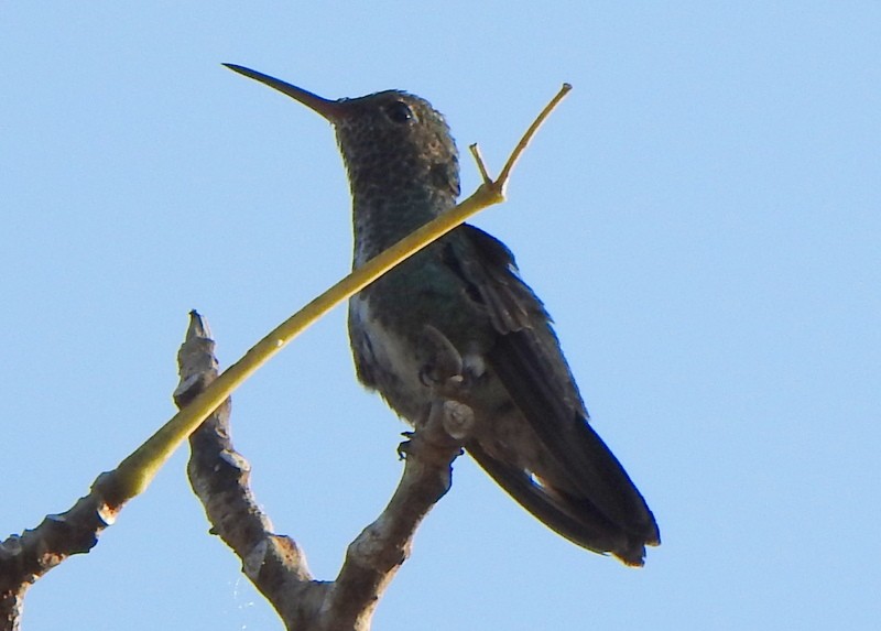 Glittering-throated Emerald - ML641946993