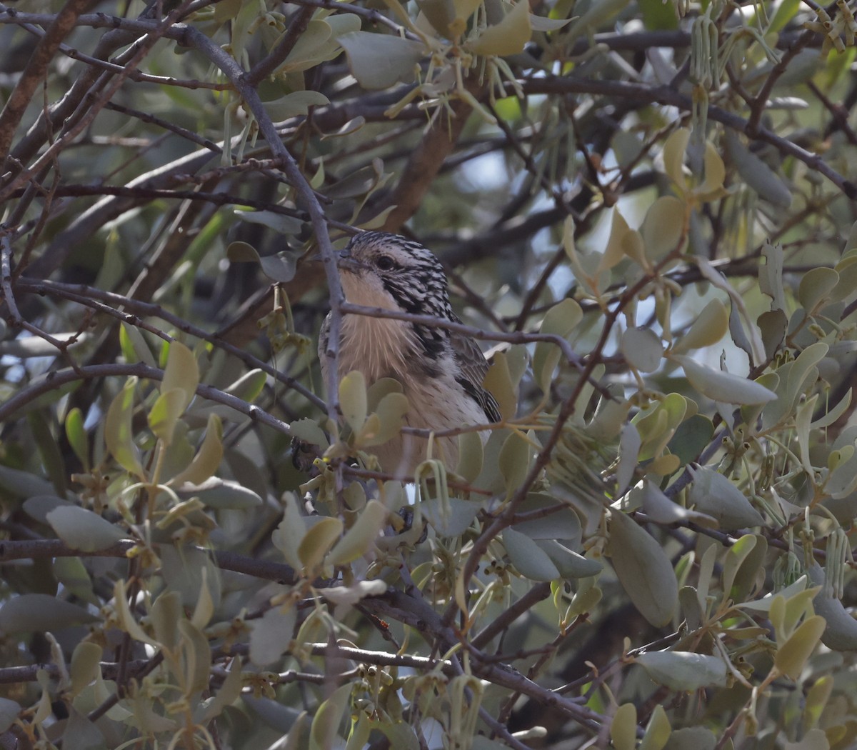 Striped Honeyeater - ML641946997