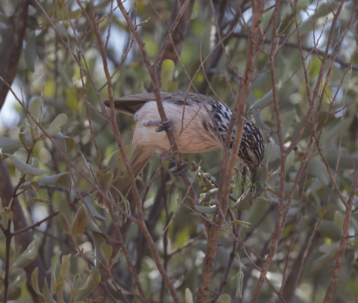 Striped Honeyeater - ML641947003