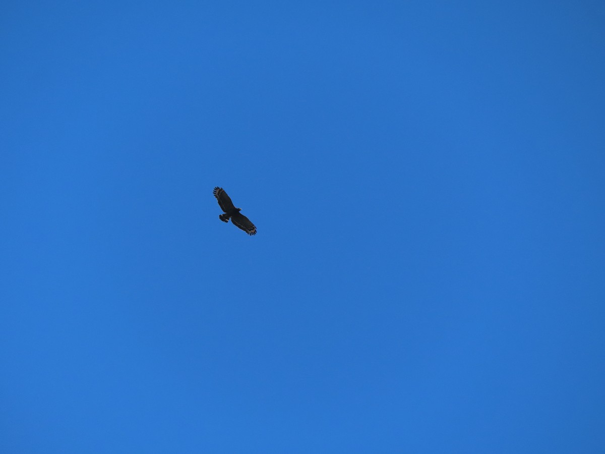 Crested Serpent-Eagle - ML641947004