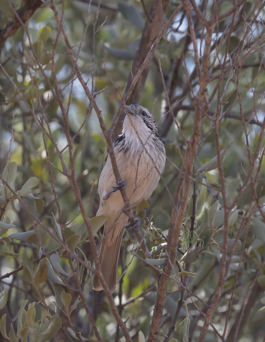 Striped Honeyeater - ML641947005