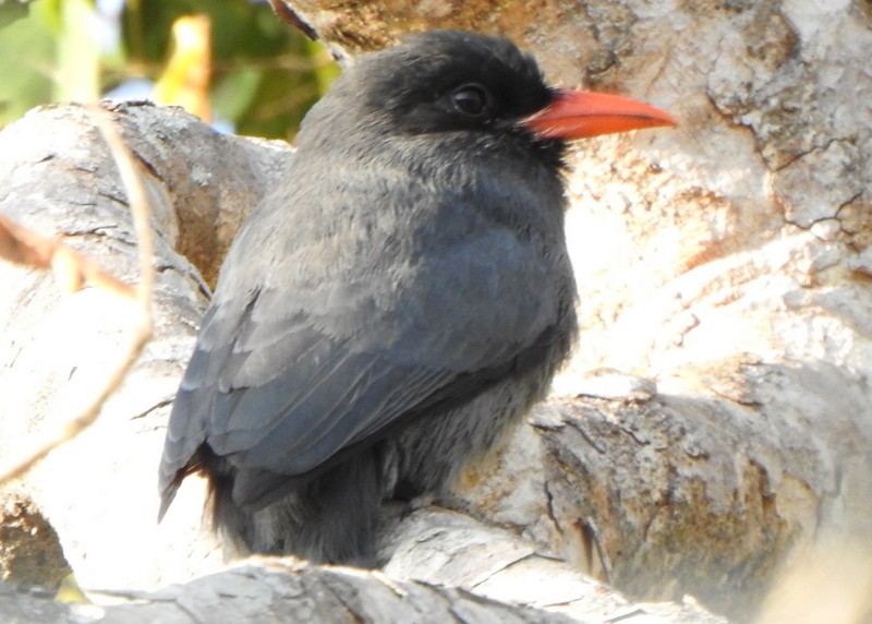 Black-fronted Nunbird - ML641947010