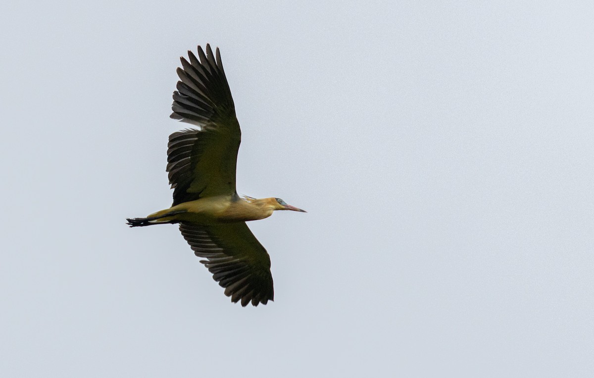 Whistling Heron - ML641947012