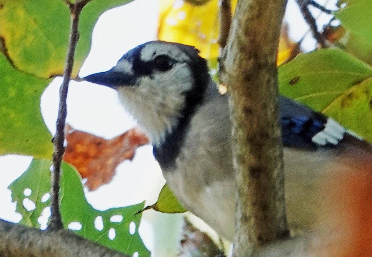 Blue Jay - ML641947014