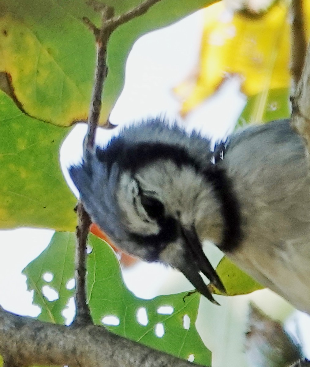 Blue Jay - ML641947020