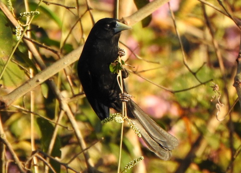 Solitary Black Cacique - ML641947034