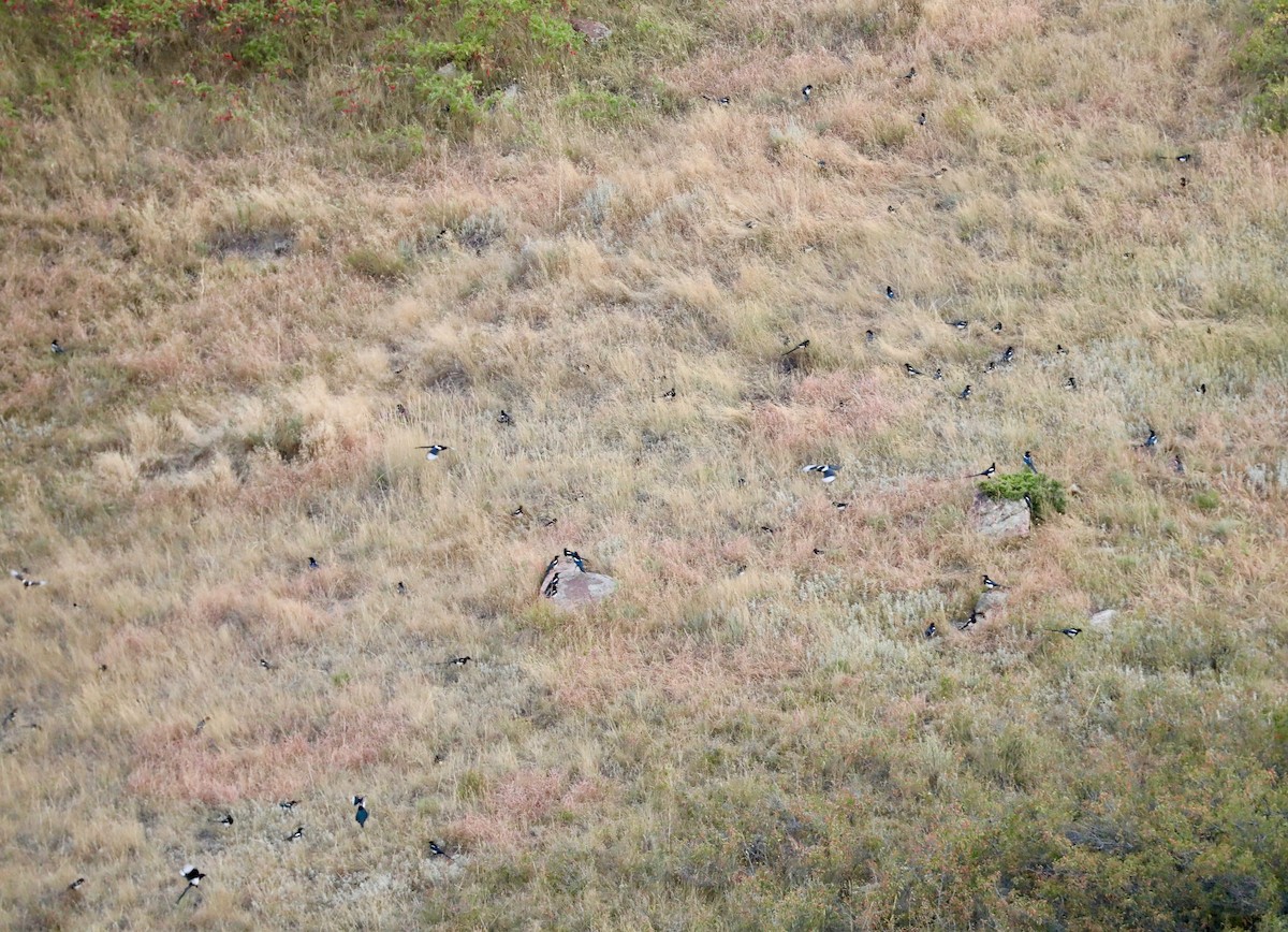 Black-billed Magpie - ML641947059