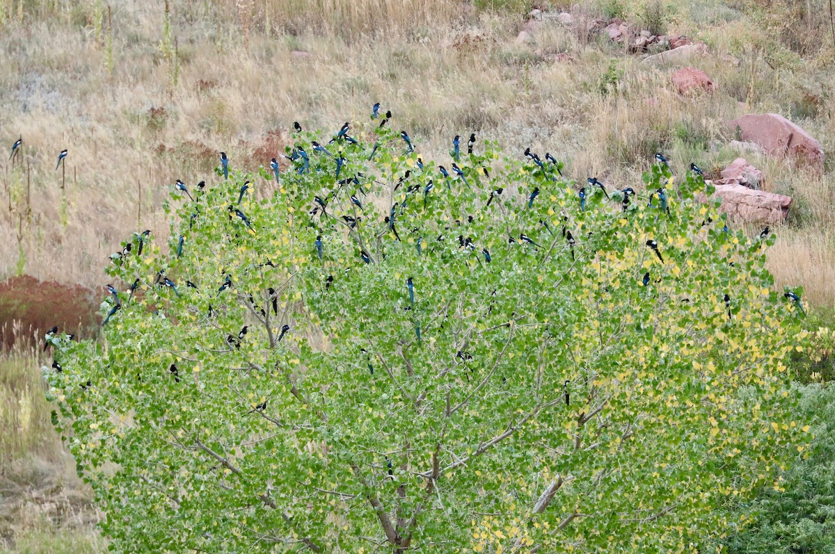 Black-billed Magpie - ML641947060