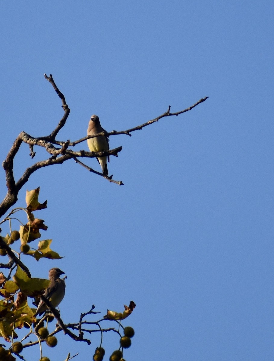 Cedar Waxwing - ML641947061