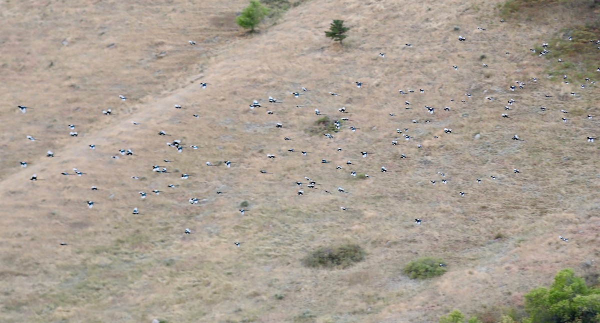 Black-billed Magpie - ML641947063