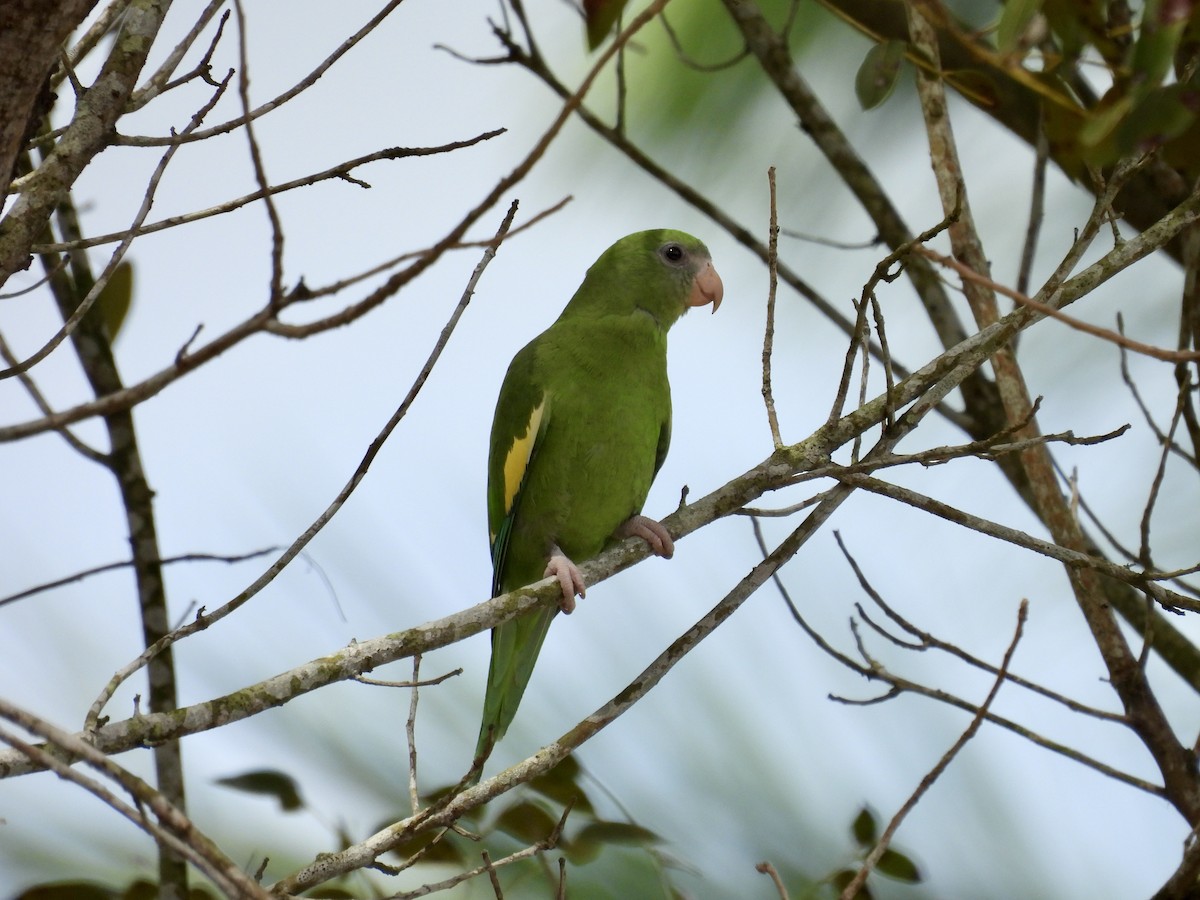 White-winged Parakeet - ML641947068