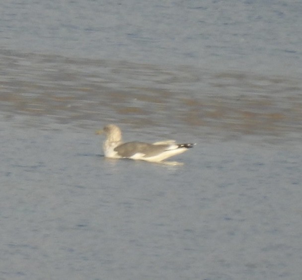 Gaviota Sombría - ML641947077