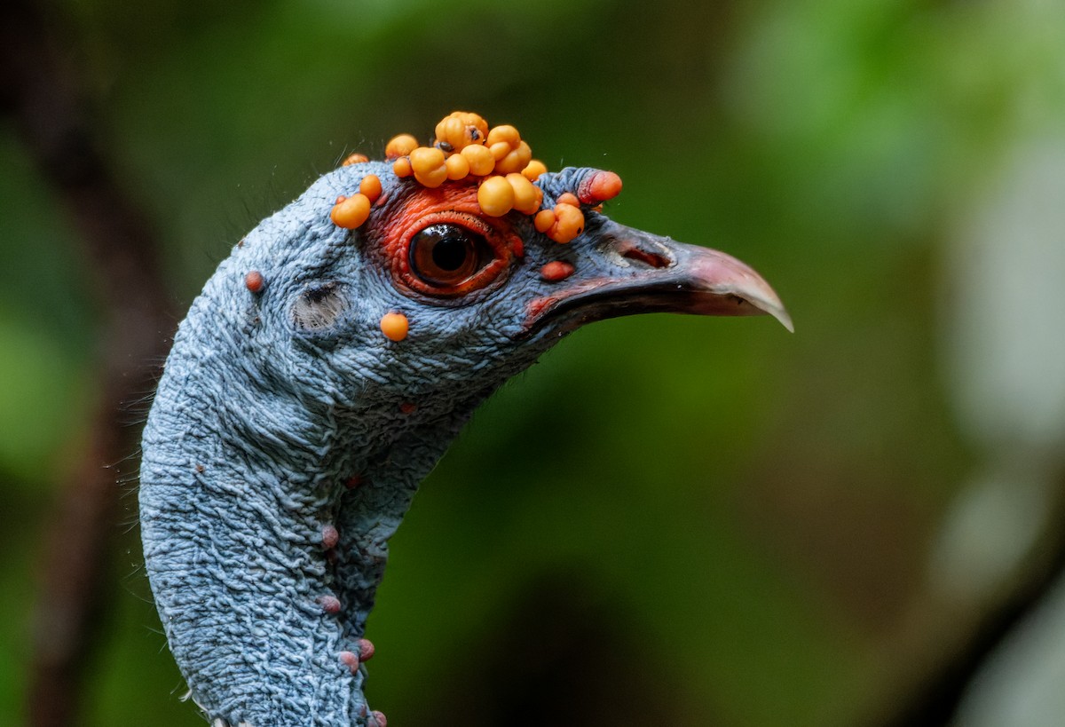 Ocellated Turkey - ML641947087