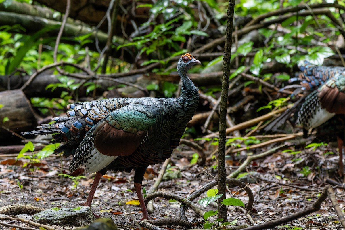 Ocellated Turkey - ML641947089