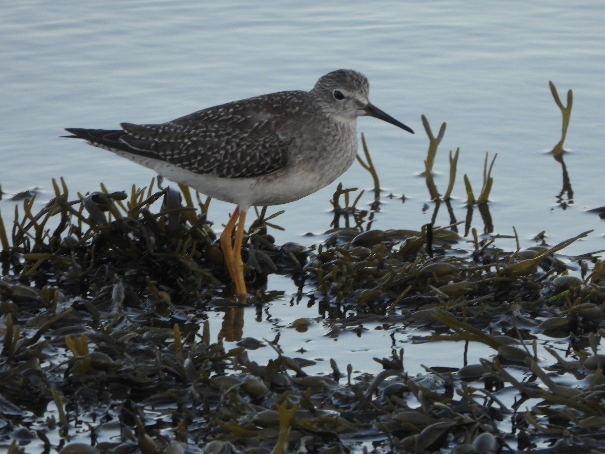 Greater Yellowlegs - ML641947108