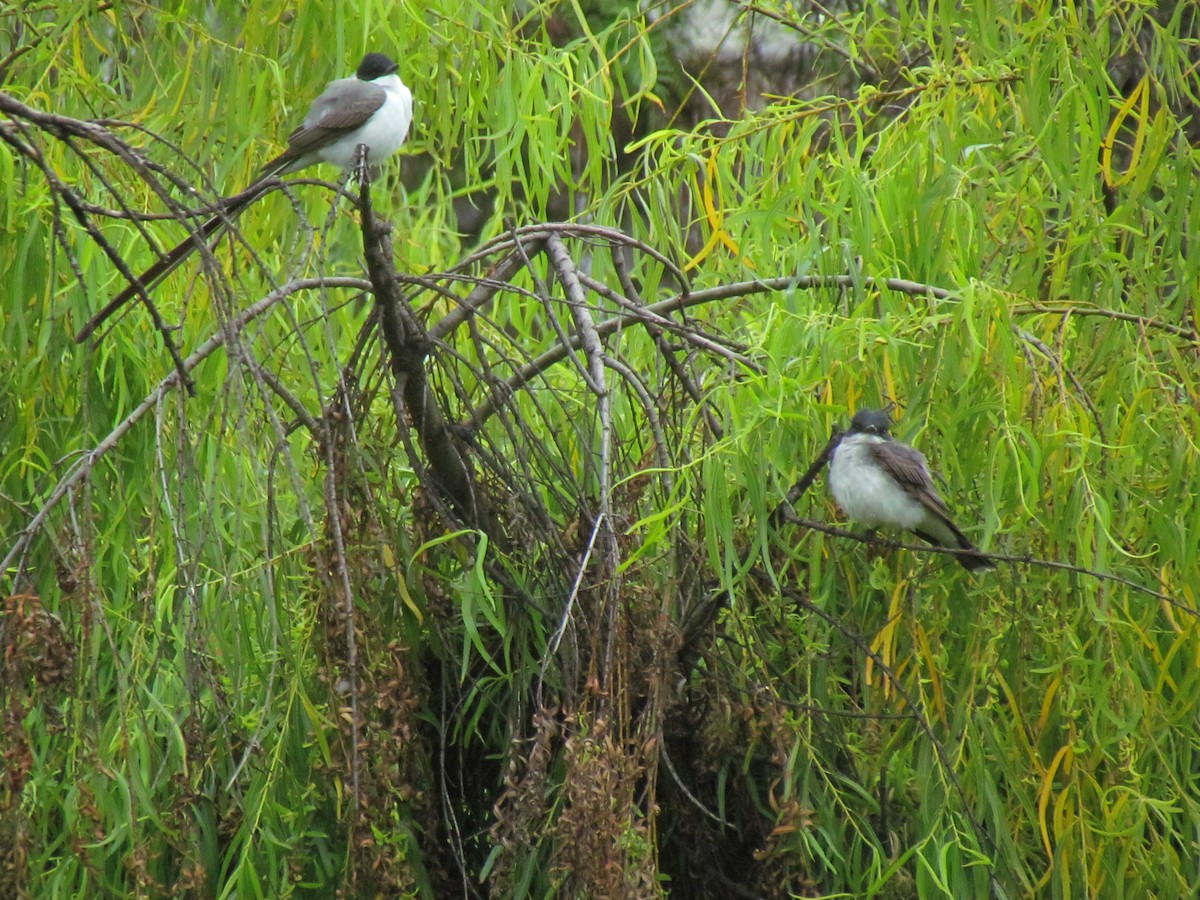 Eastern Kingbird - ML641947110