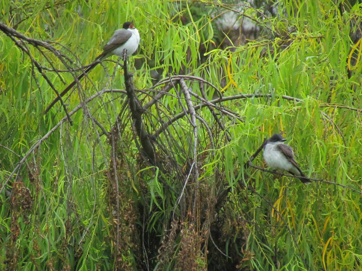 Fork-tailed Flycatcher - ML641947121