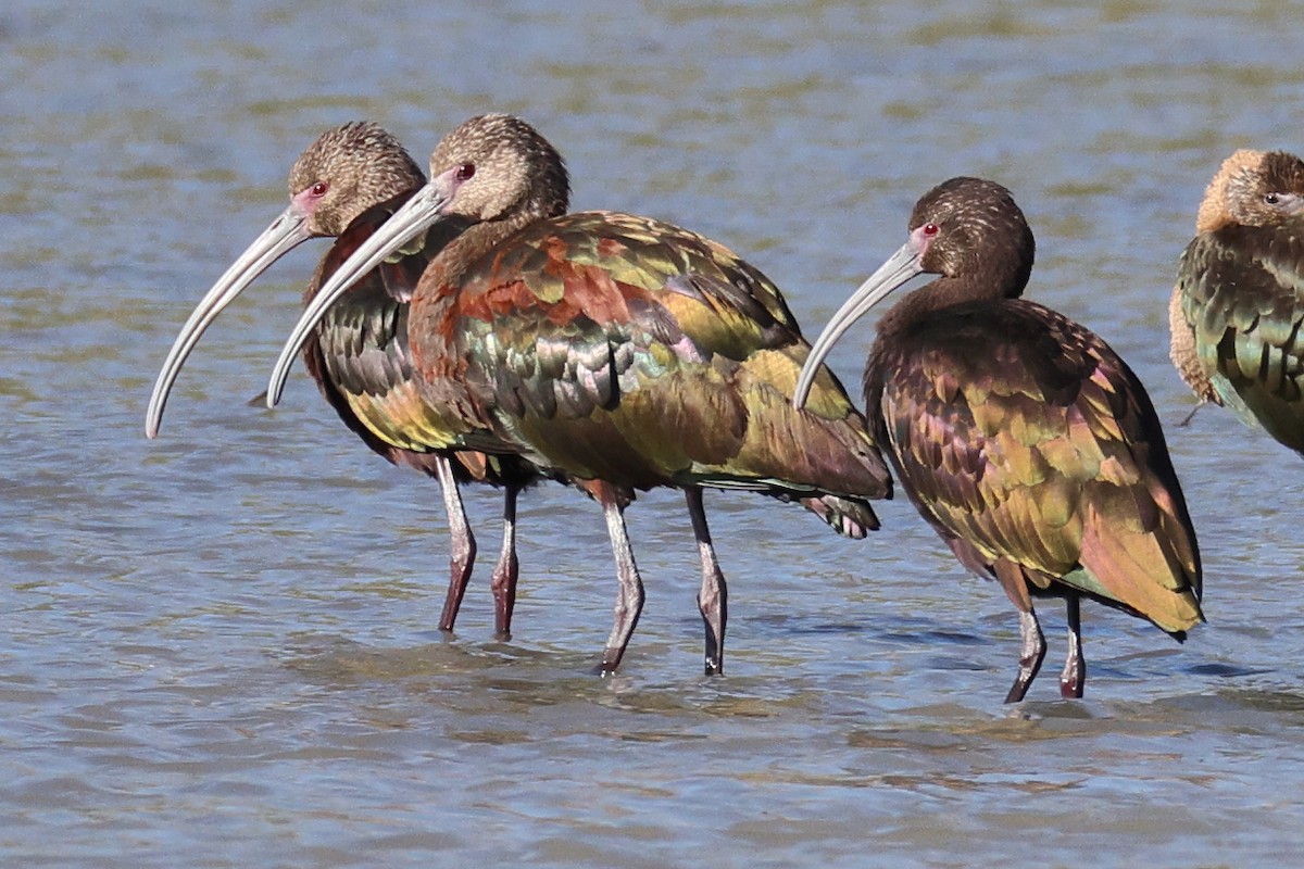 White-faced Ibis - ML641947122