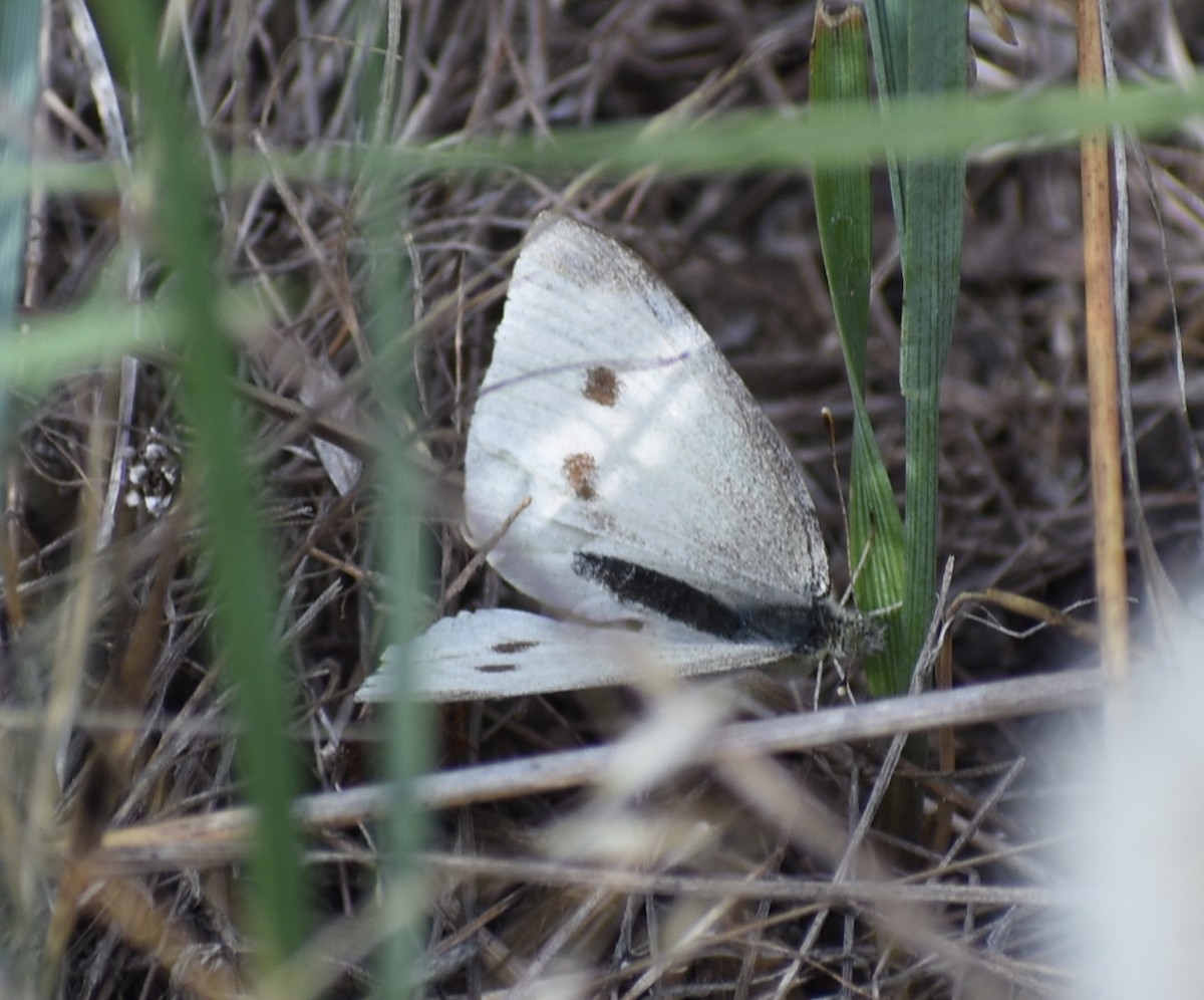 Lepidotteri - ML641947149