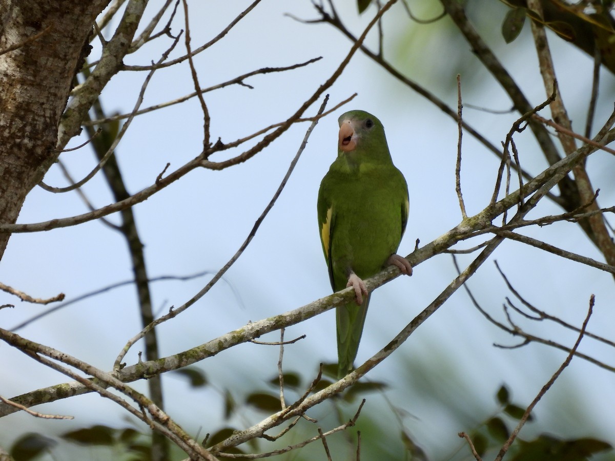 White-winged Parakeet - ML641947157
