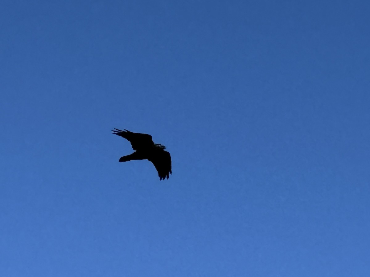 Common Raven - ML641947158